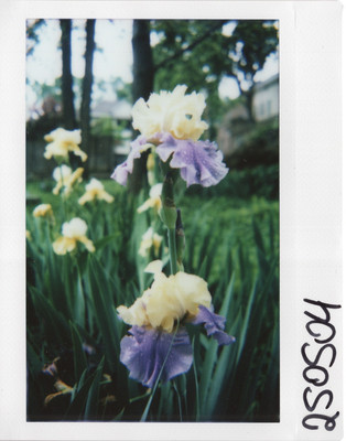 250504