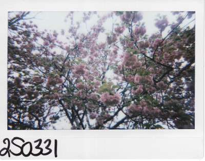 250331